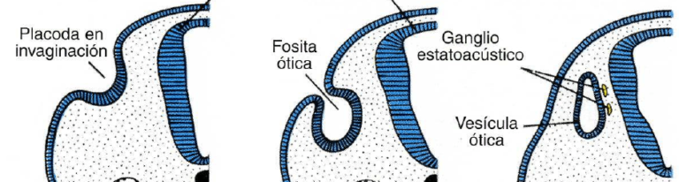 ¿Qué es la vesícula ótica u otocisto? Homo medicus