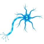 ¿Cuál es la unidad funcional del sistema nervioso?