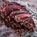 Maravillas microscópicas del cuerpo humano