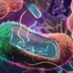 ¿Qué es la envoltura celular de las bacterias?