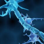 ¿Qué es la glia periférica?