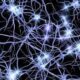 Tipos de neuronas del sistema nervioso