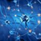 ¿Cuál es la función de las neuronas?