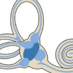 Función del sistema vestibular