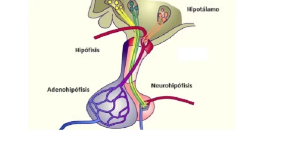 Relación del hipotálamo con la hipófisis