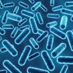 ¿Qué es el género Bacillus?