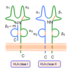 ¿Qué es el complejo mayor de histocompatibilidad?