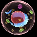 Sistema digestivo de la célula