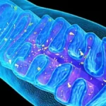 ¿Qué son las crestas mitocondriales?