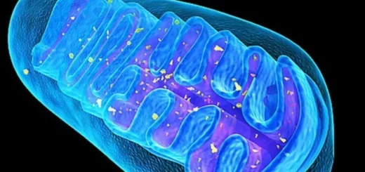 ¿Qué son las crestas mitocondriales?