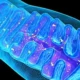 ¿Qué son las crestas mitocondriales?