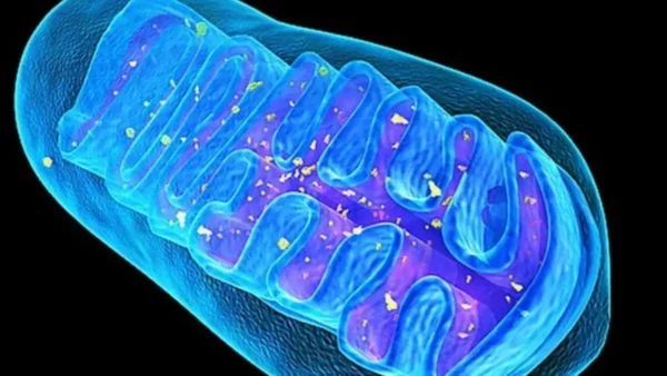 ¿Qué son las crestas mitocondriales?