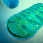 Enzimas de la matriz mitocondrial