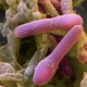 ¿Desde cuando se conoce el botulismo?