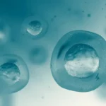 ¿Cómo se distribuye el líquido extracelular?