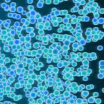 ¿Qué es equilibrio osmótico?