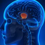 ¿Dónde se sintetiza la vasopresina?