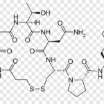 ¿Cuál es la vida media de la vasopresina?