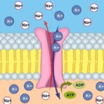 Función de la bomba de Na/K ATPasa de la membrana celular