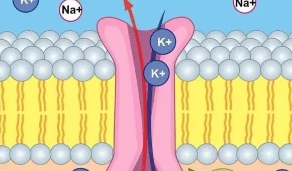 Función de la bomba de Na/K ATPasa de la membrana celular