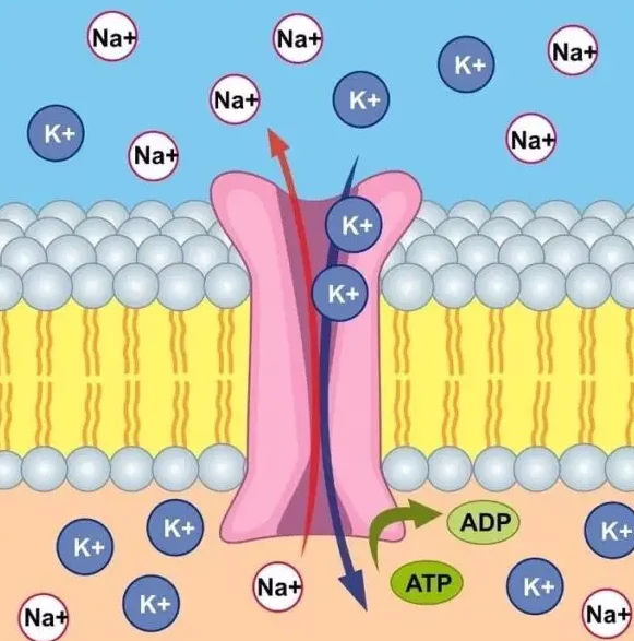 Función de la bomba de Na/K ATPasa de la membrana celular