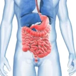 ¿Qué órganos son responsables de la digestión?