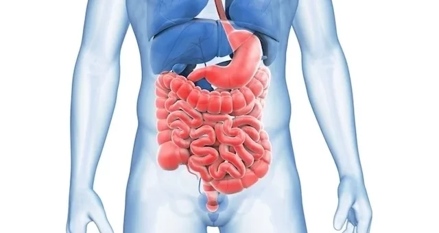 ¿Qué órganos son responsables de la digestión?