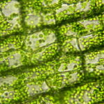 ¿Qué son los cloroplastos?