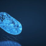 ADN en cloroplastos y mitocondrias