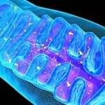 ¿Hay ribosomas en las mitocondias?