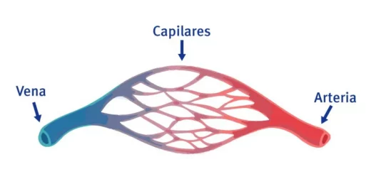 capilares sanguíneos