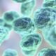 ¿Qué causa la Tularemia?
