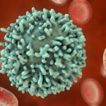 Características de los linfocitos B