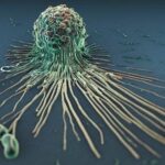 Células del sistema inmunitario