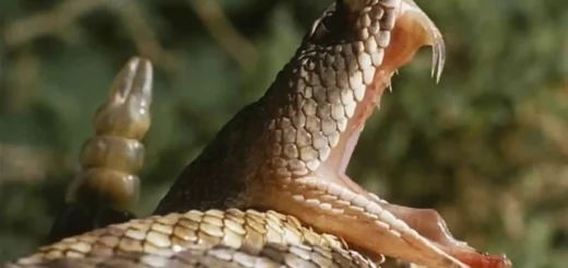 Envenenamiento por mordedura de serpientes