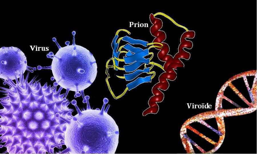 Virus, virusoides, viroides y priones