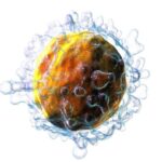 Tipos de linfocitos T