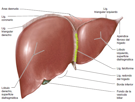 Ligamento coronario del hígado