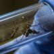 Dengue: Factores que aumentan de la incidencia