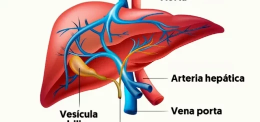 Anatomía de las venas hepáticas