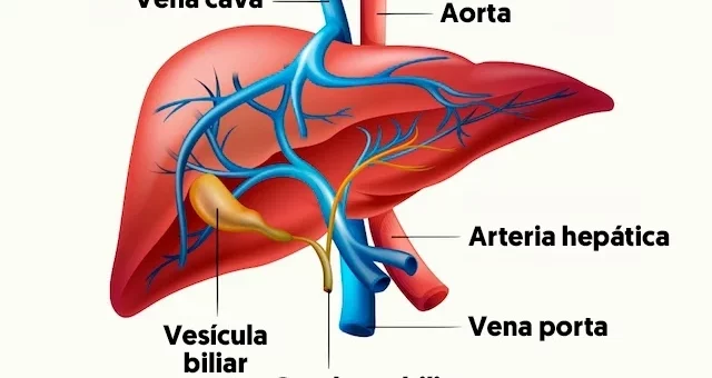 Anatomía de las venas hepáticas