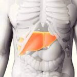 Participación del hígado en el metabolismo del hierro