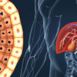 ¿Cuáles son las funciones endócrinas del hígado?