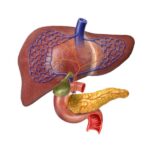 Particularidades de la irrigación sanguínea del hígado