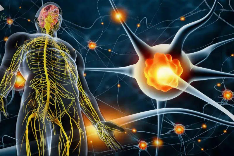 ¿Qué es el sistema nervioso periférico?