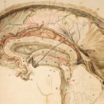 Neuroanatomía: Origen de la terminología