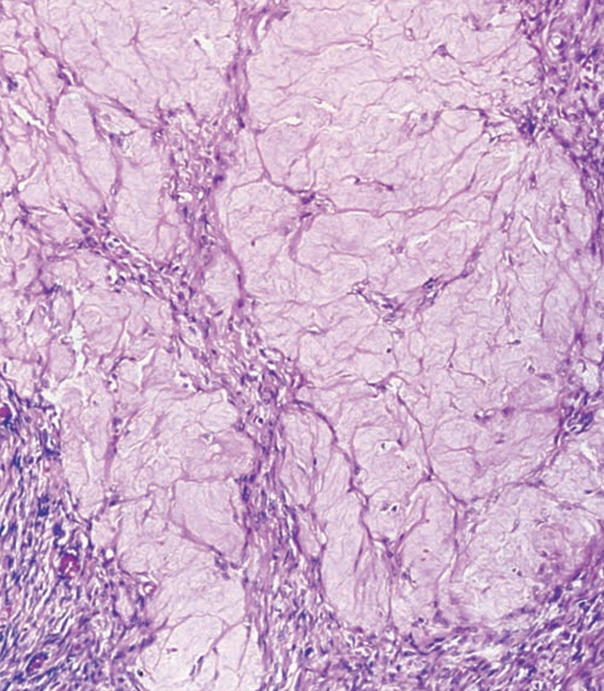 Aspecto microscópico del ovario