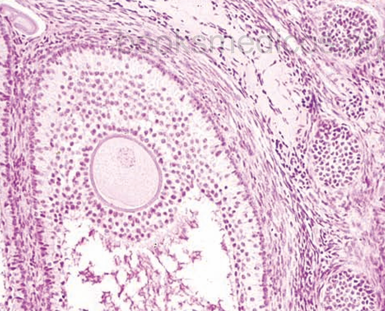 Aspecto microscópio del ovario 