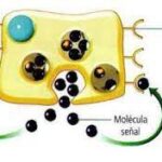 ¿A que tipo de señales responden las células?