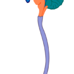 ¿Qué estructuras comprende el sistema nervioso central?